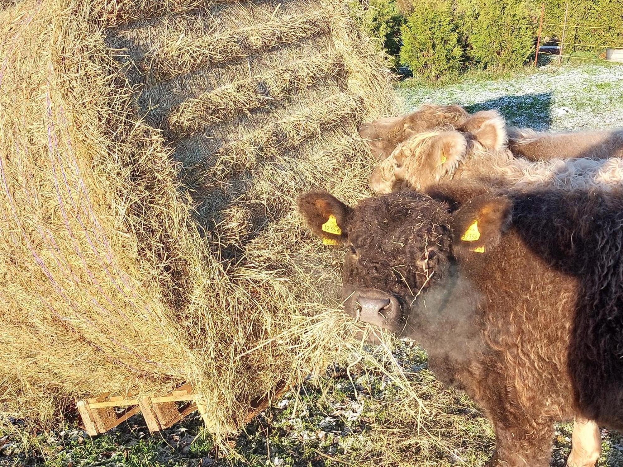 Ferienwohnung Auf Dem Land Dittersbach Екстериор снимка